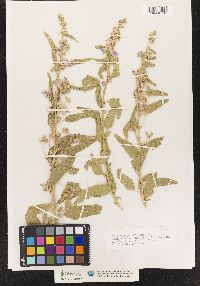 Image of Sphaeralcea angustifolia