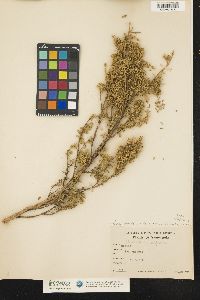 Chaetolepis lindeniana image