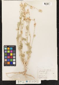 Image of Sphaeralcea parvifolia