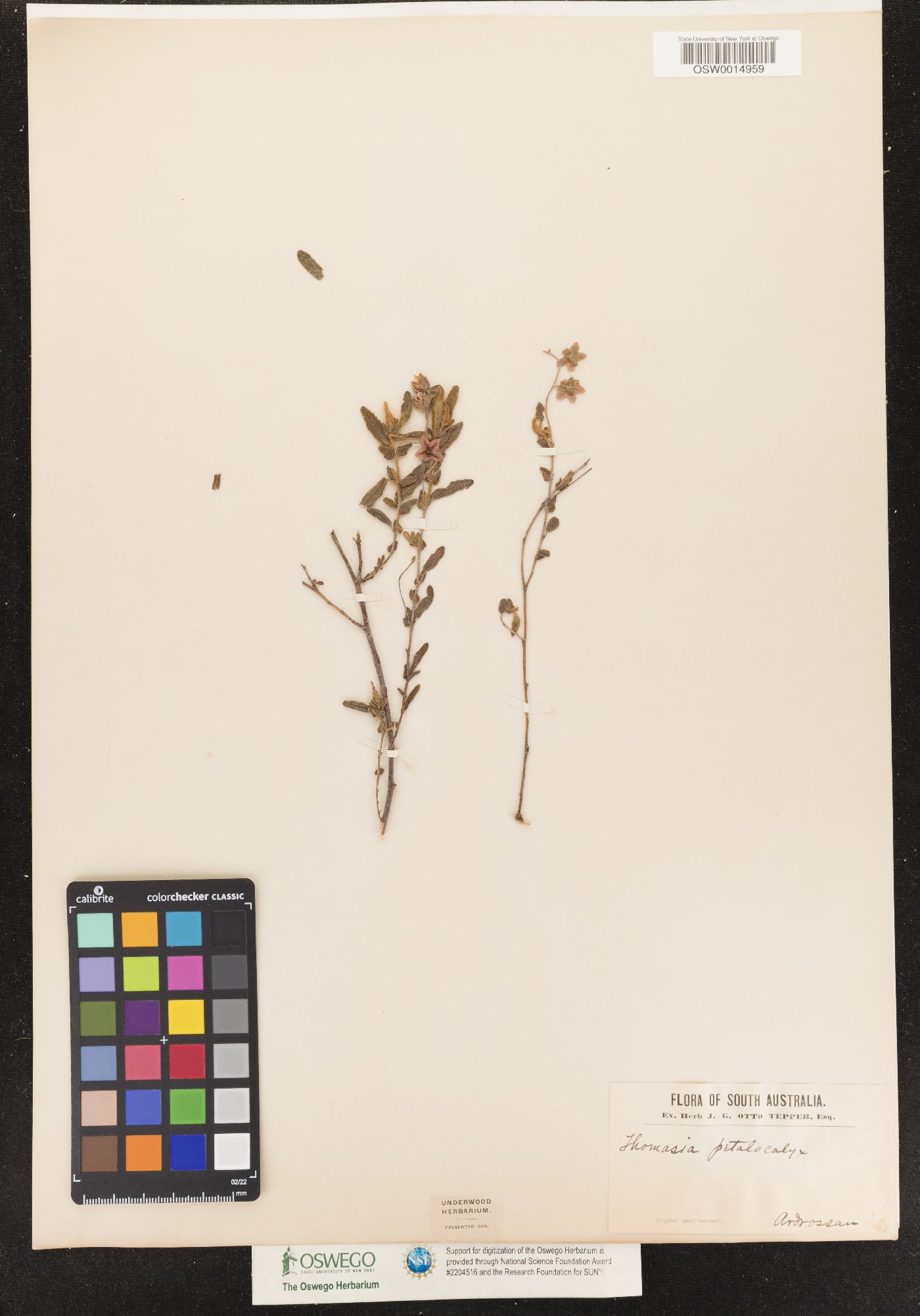 Thomasia petalocalyx image