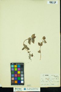 Image of Lysimachia nemorum