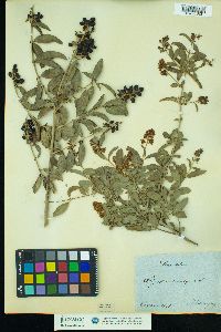 Ligustrum vulgare image