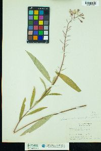 Chamerion angustifolium ssp. angustifolium image