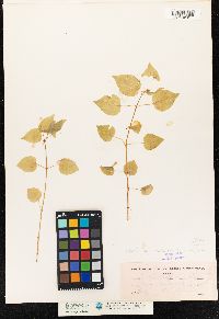 Circaea alpina ssp. pacifica image