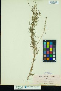 Epilobium strictum image