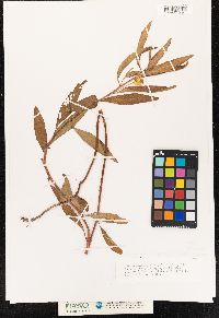 Ludwigia grandiflora ssp. grandiflora image