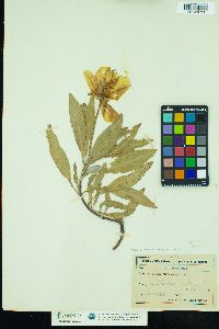 Image of Oenothera macrocarpa