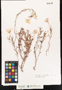 Calylophus hartwegii ssp. hartwegii image