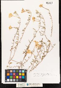 Calylophus hartwegii ssp. hartwegii image