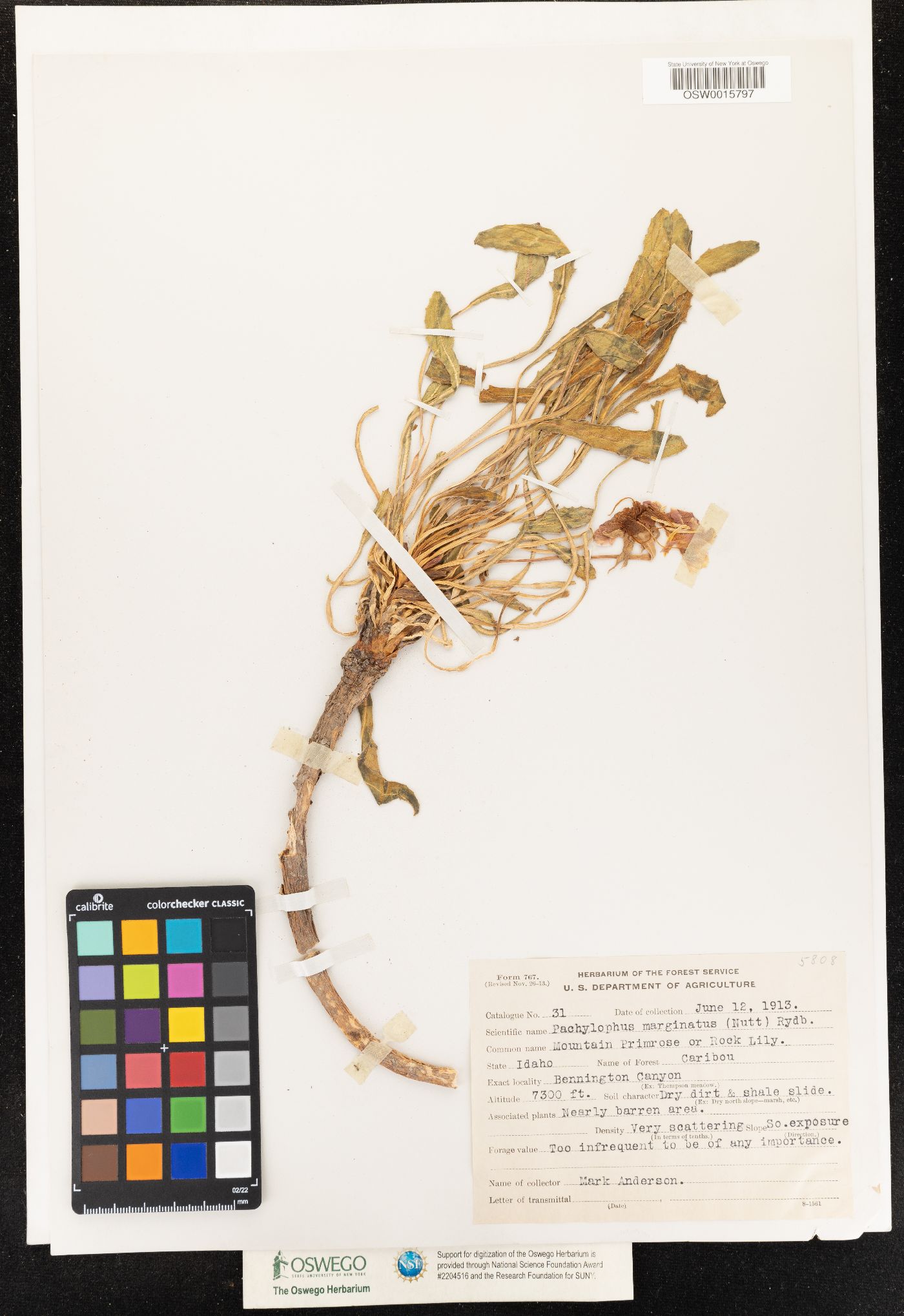Oenothera caespitosa ssp. marginata image