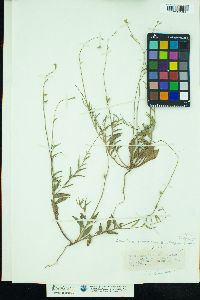 Image of Oenothera patriciae