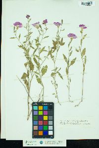 Oenothera rosea image