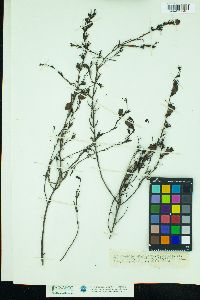 Image of Agalinis heterophylla