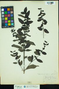 Image of Dasistoma macrophylla