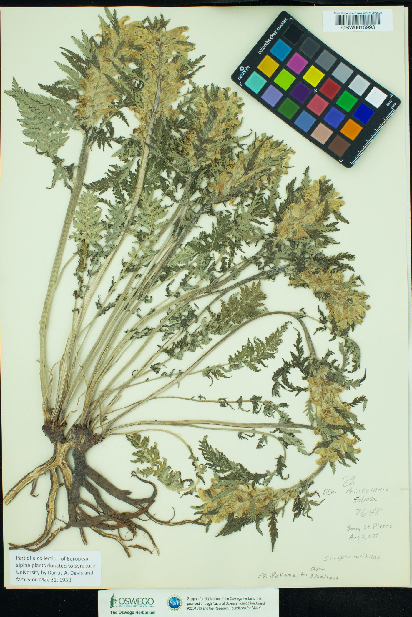 Pedicularis foliosa image