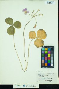 Image of Oxalis bowiei