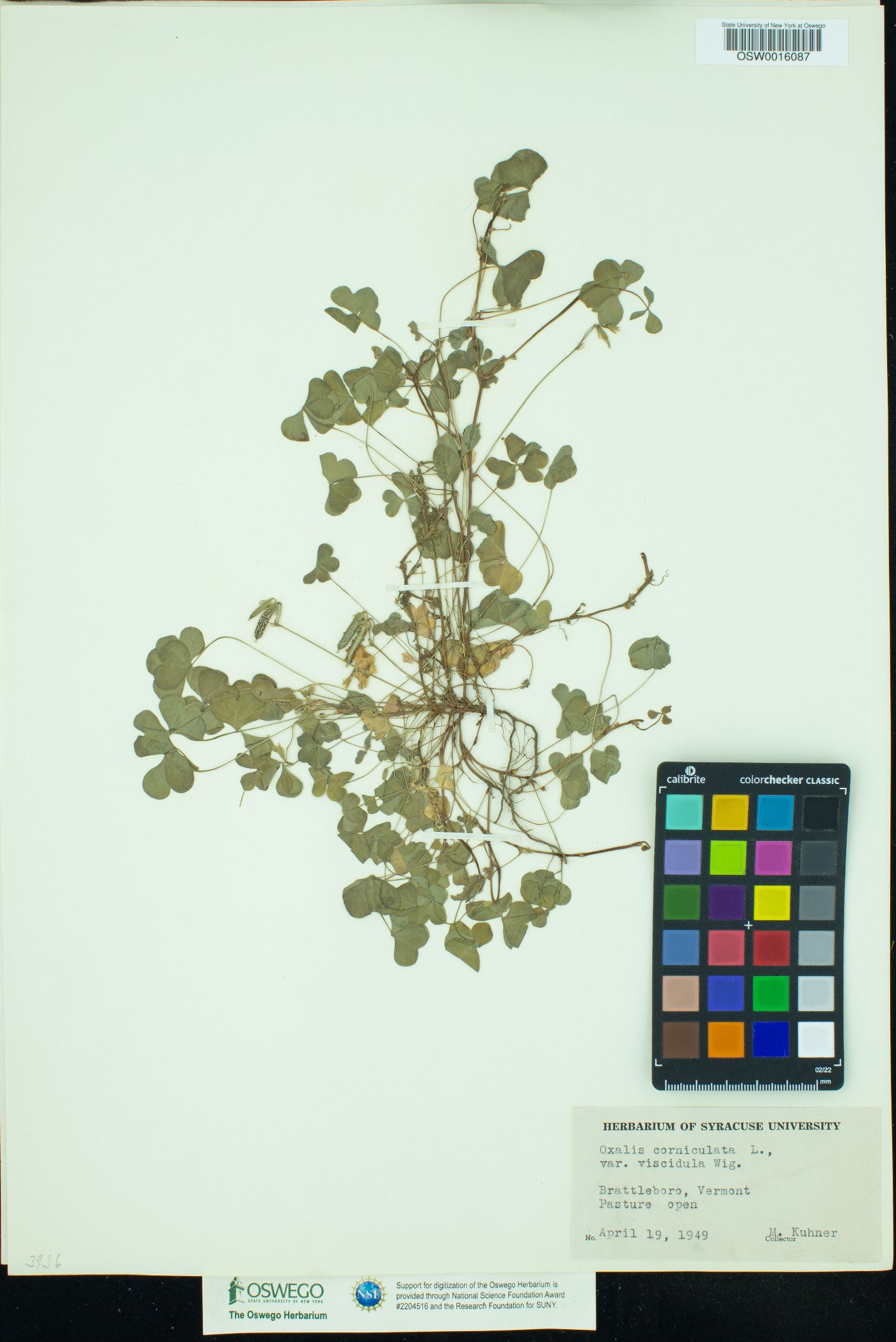 Oxalis corniculata var. viscidula image