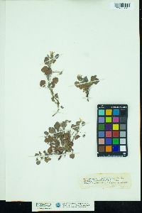 Image of Oxalis dichondrifolia