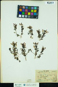 Pedicularis sylvatica image