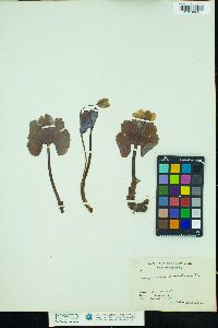 Sanguinaria canadensis image