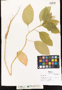 Phytolacca americana image