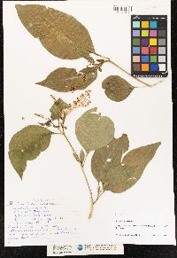 Phytolacca americana image