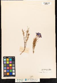 Cheiranthera linearis image