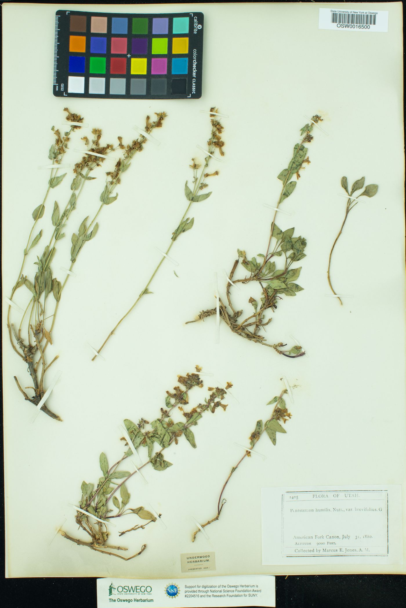 Penstemon humilis ssp. brevifolius image