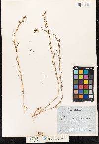Linaria chalepensis image