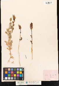 Linaria triphylla image