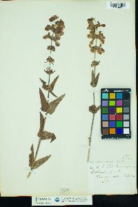 Image of Collinsia heterophylla