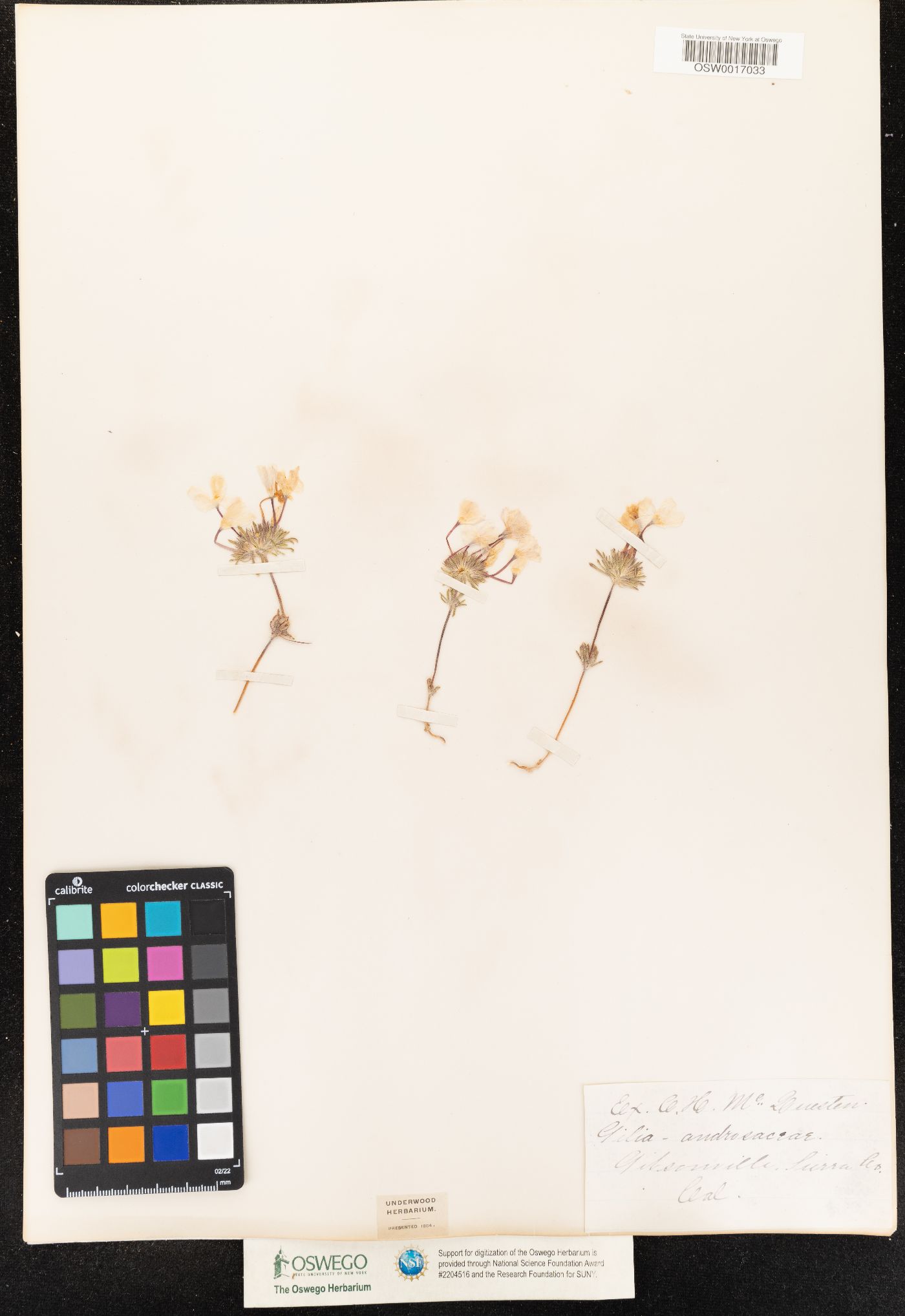 Gilia androsacea image