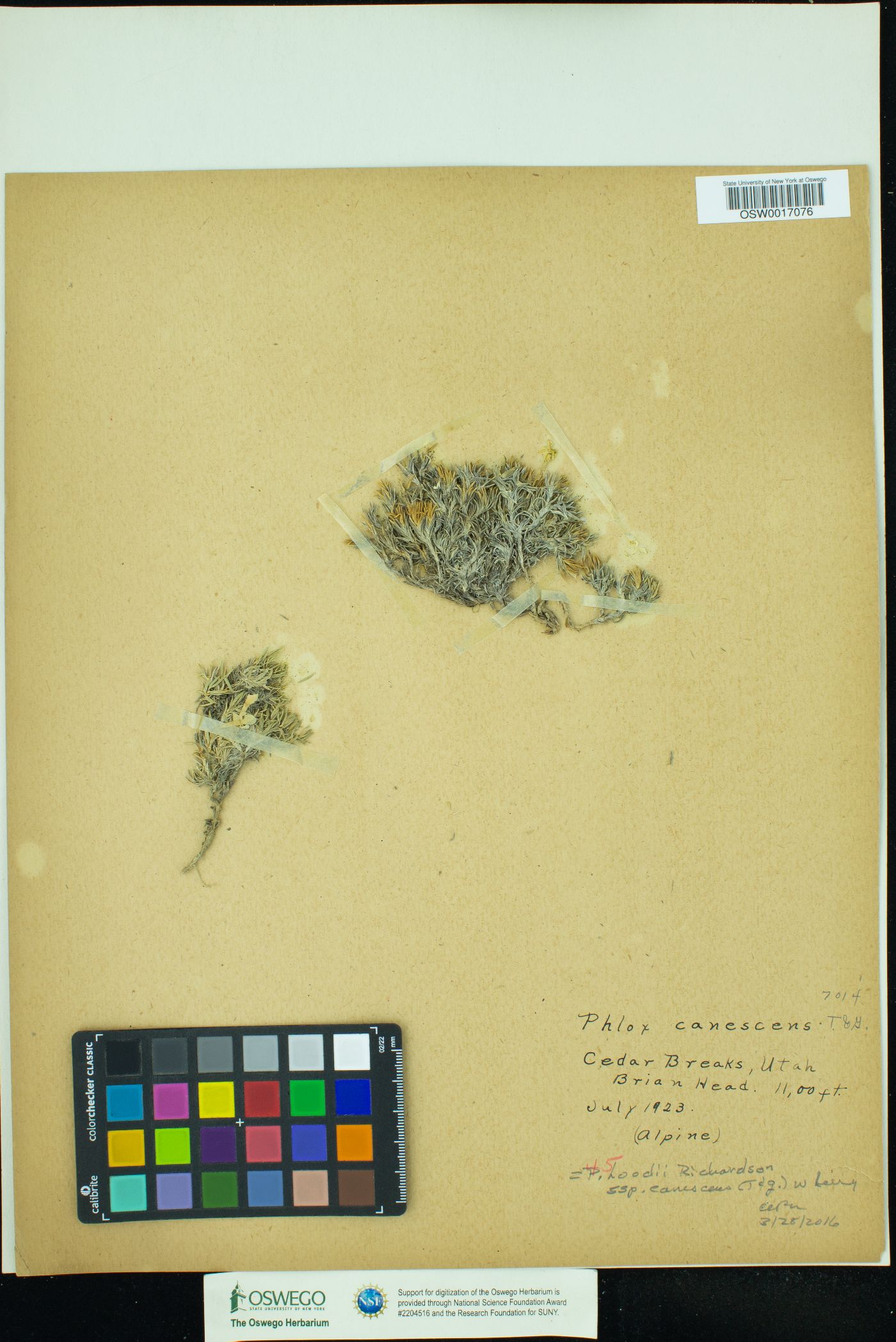 Phlox hoodii ssp. canescens image