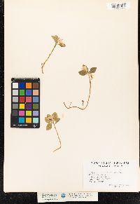 Polygala paucifolia image