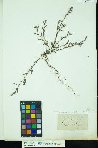 Image of Polygonum oxyspermum