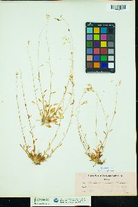 Claytonia parviflora ssp. parviflora image