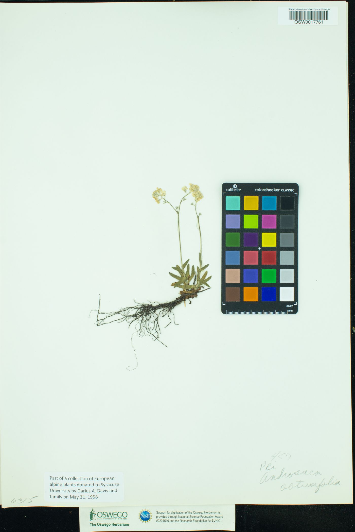 Androsace obtusifolia image