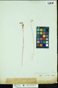 Image of Dodecatheon pulchellum