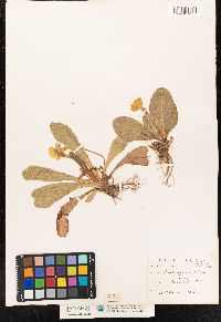 Primula vulgaris image