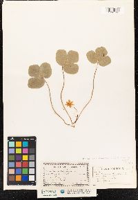 Hepatica nobilis var. obtusa image