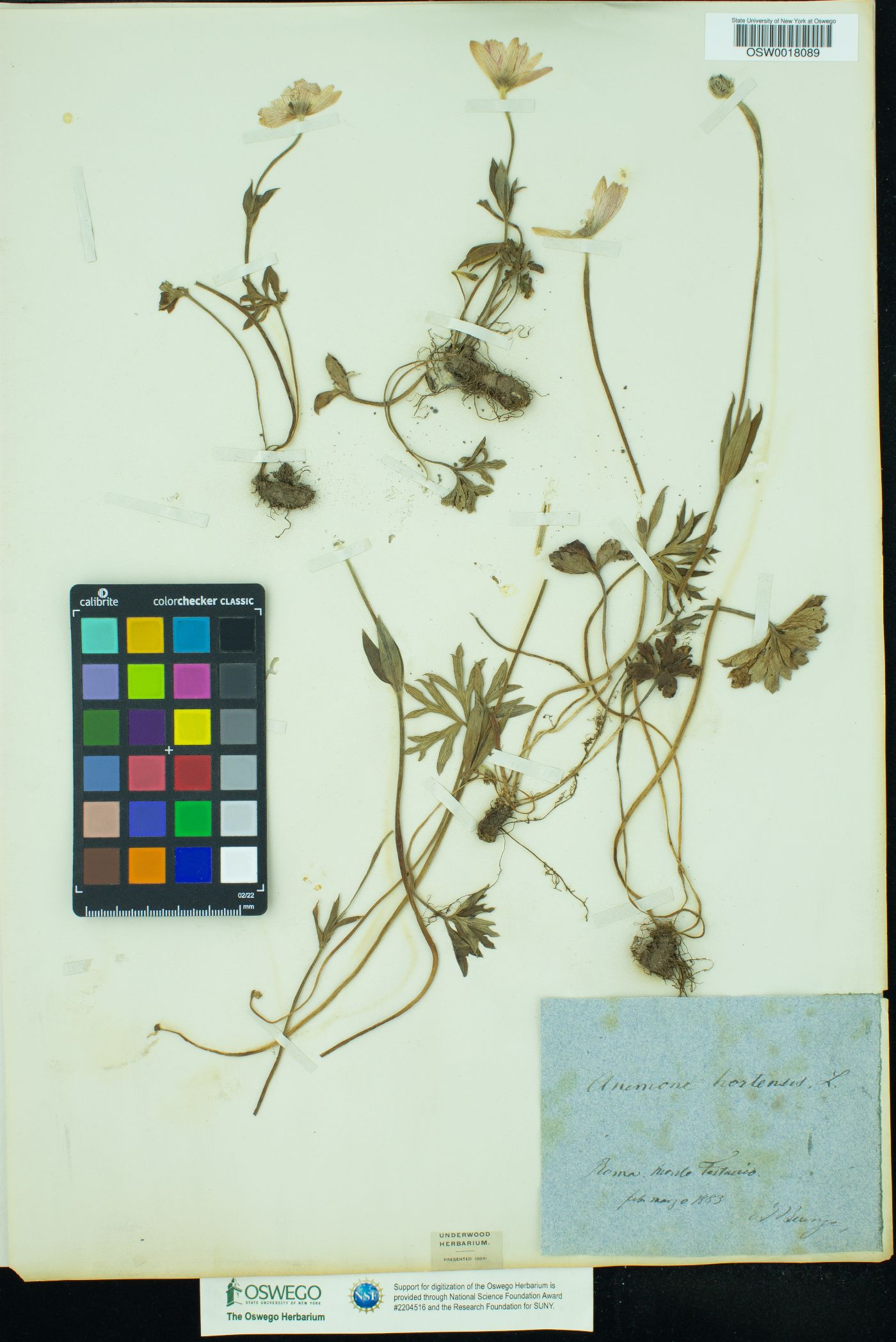 Anemone hortensis image