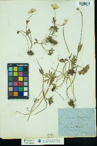 Image of Anemone hortensis