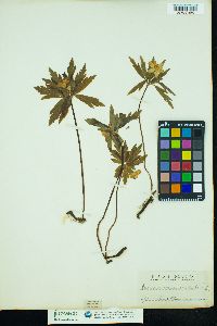 Anemone ranunculoides image