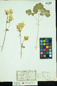 Aquilegia vulgaris image