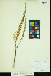 Actaea racemosa var. racemosa image