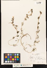 Ranunculus aquatilis var. capillaceus image
