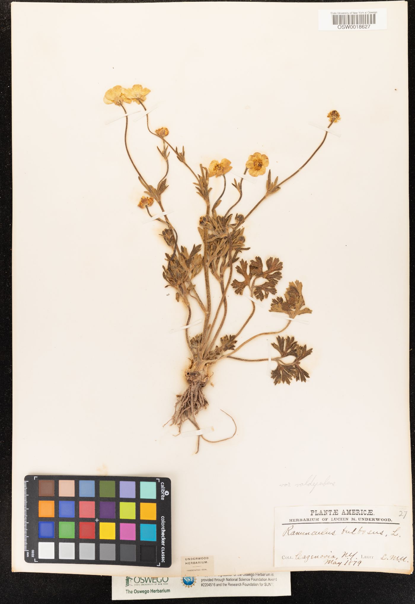 Ranunculus bulbosus var. valdepubens image