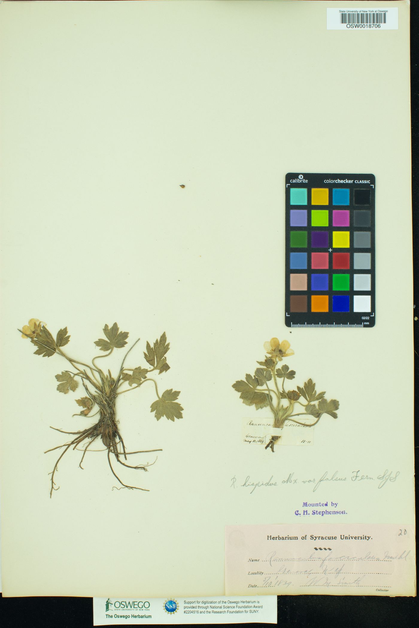 Ranunculus hispidus var. falsus image