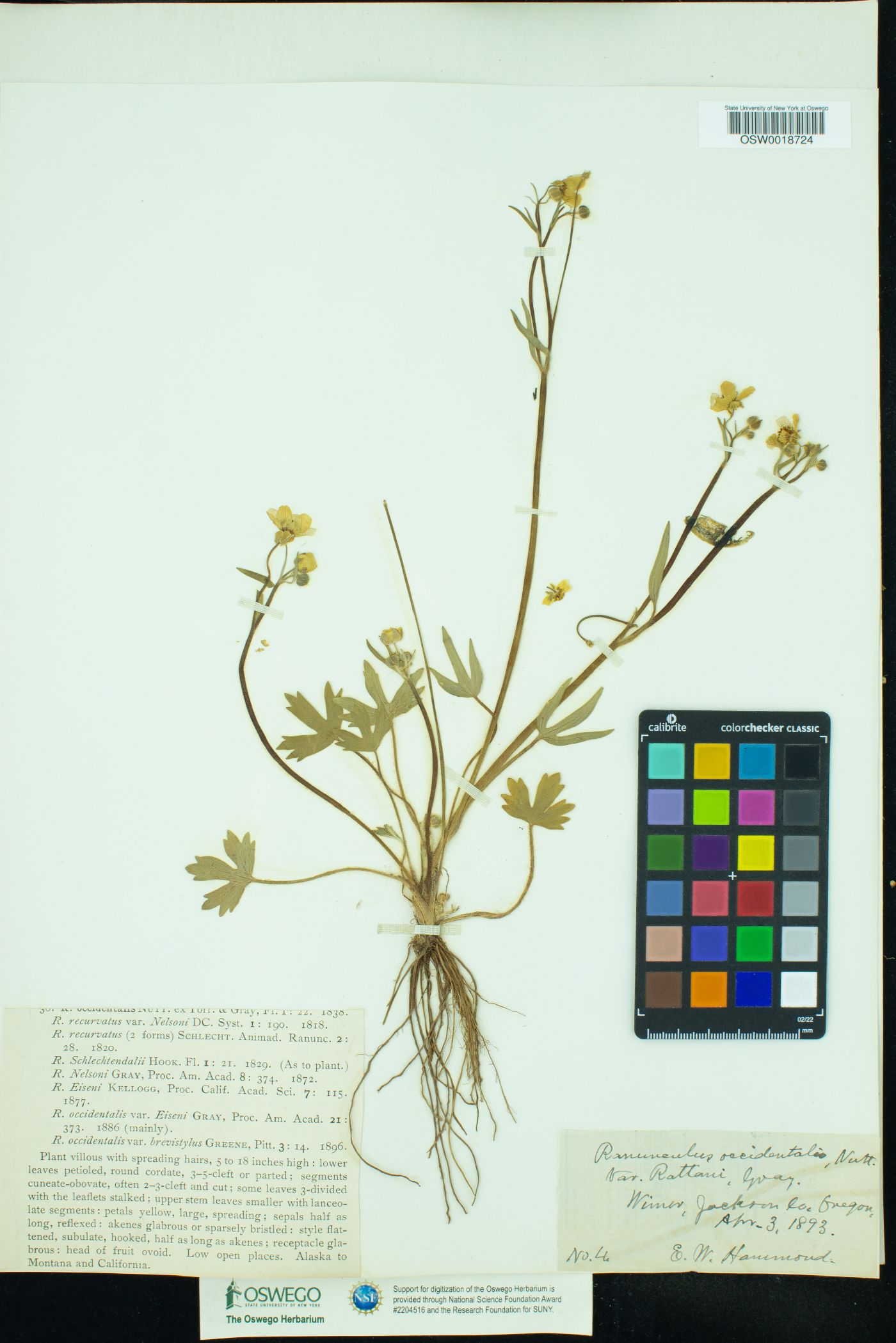 Ranunculus occidentalis var. rattanii image