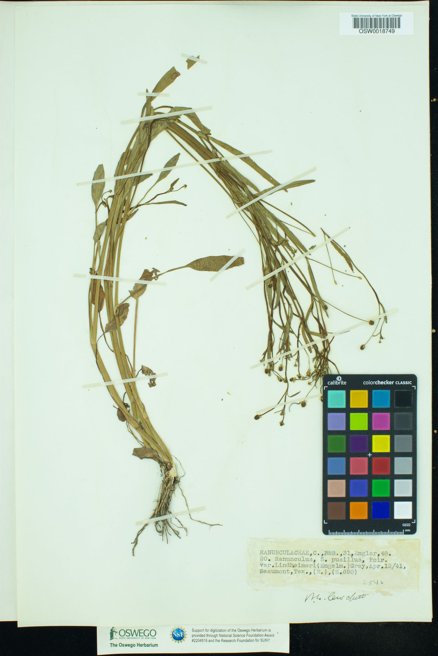 Ranunculus pusillus var. lindheimeri image
